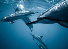 华体会官网-欧冠淘汰赛 利物浦出师不利